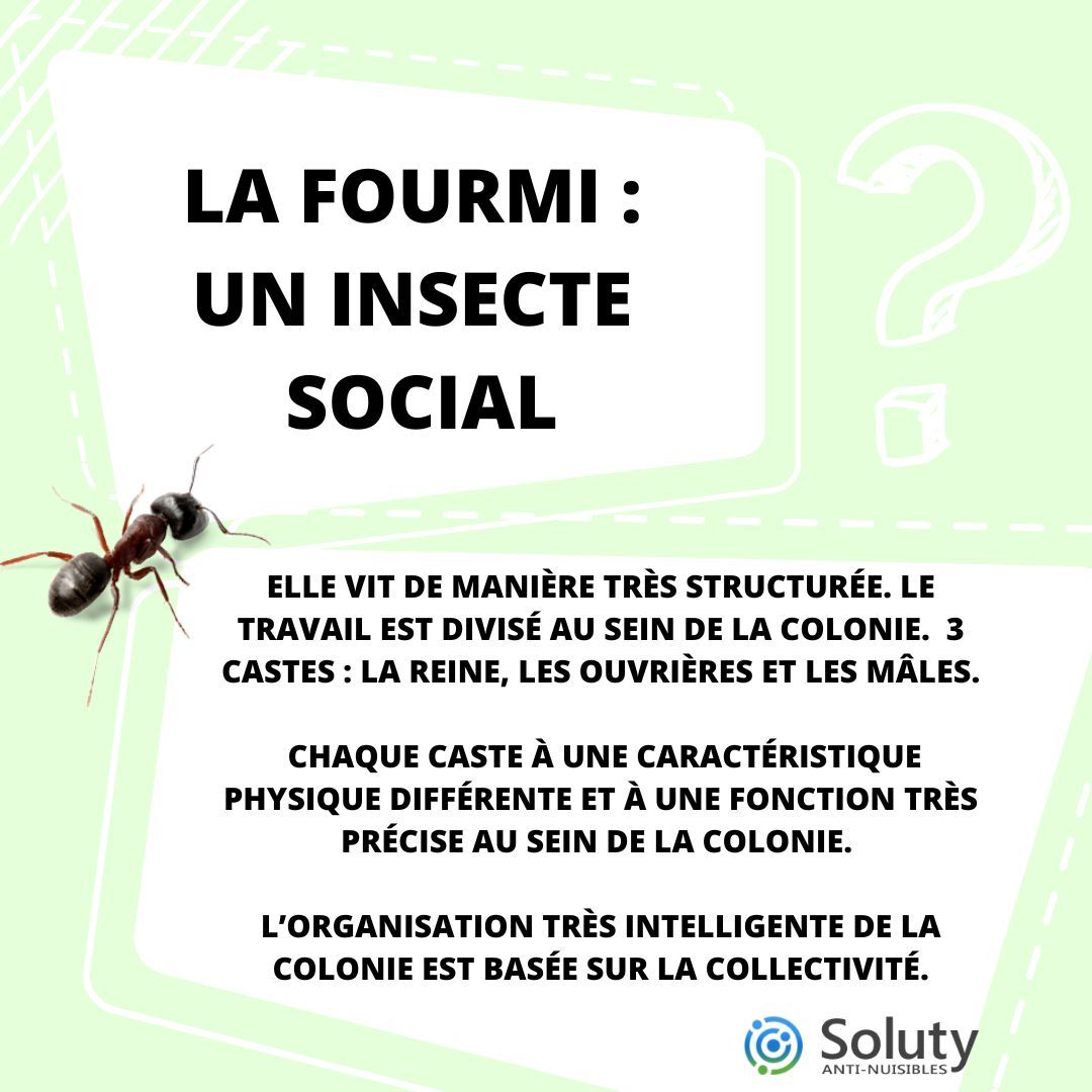 les fourmis