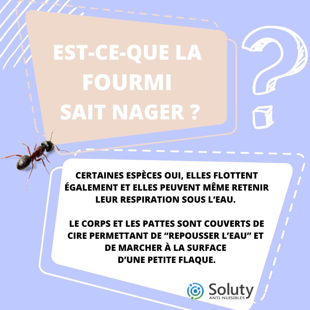 les fourmis savent elles nager ? 