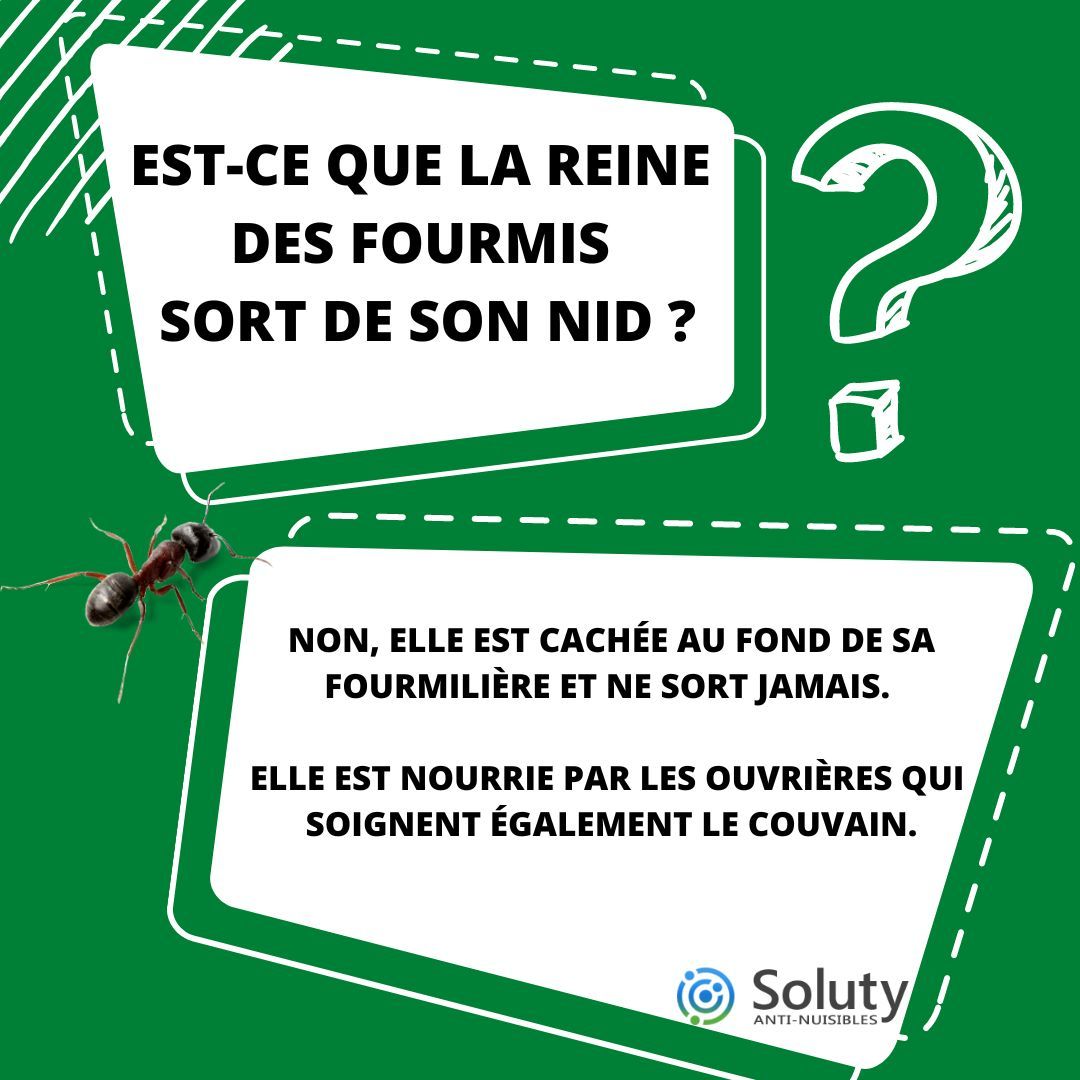 les fourmis