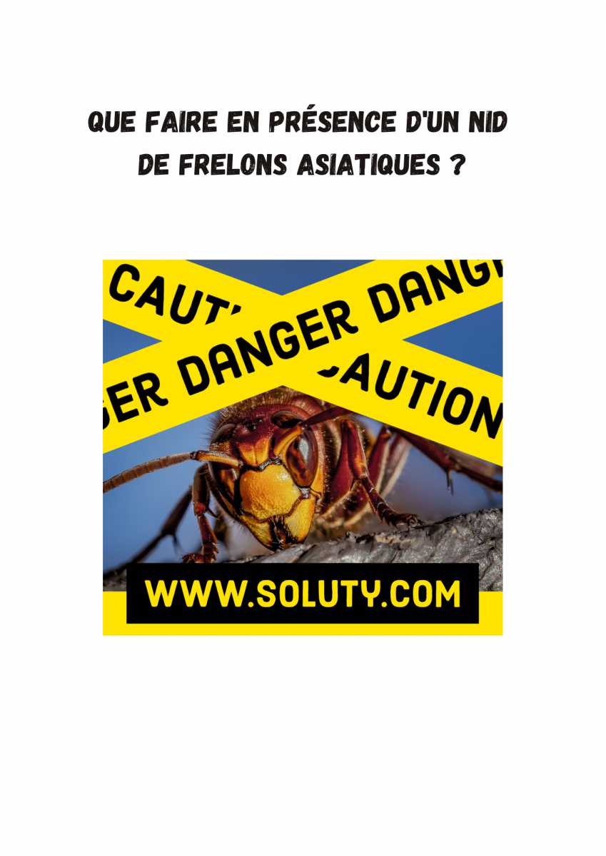 danger nid de frelons