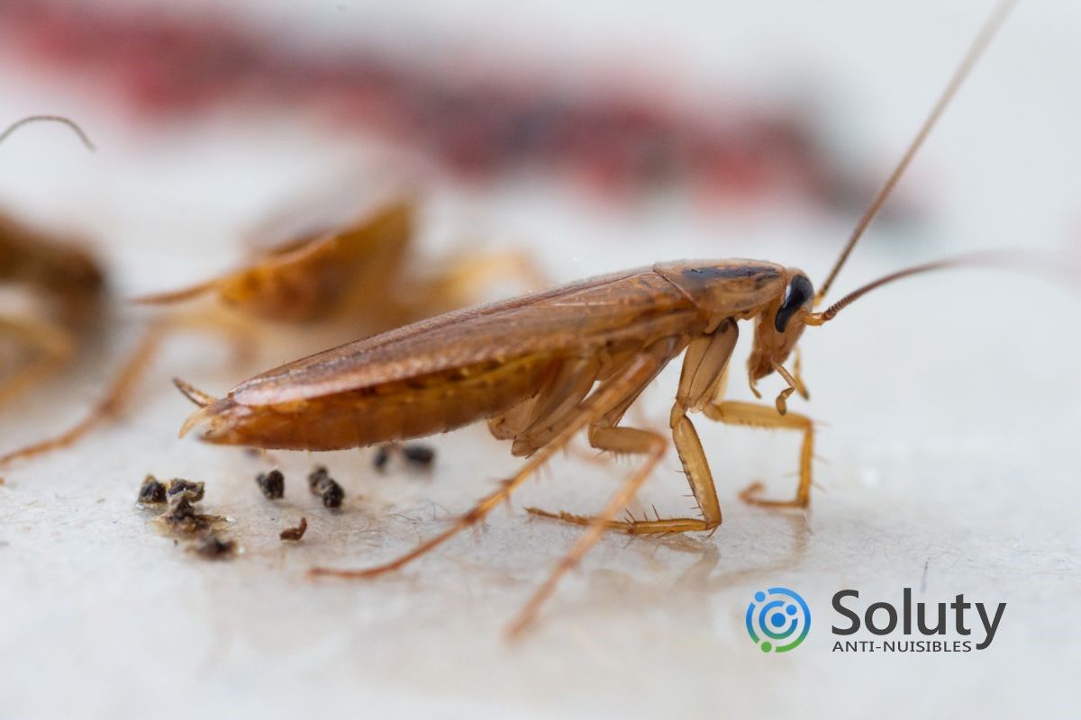 blatte souillant des denrées alimentaires