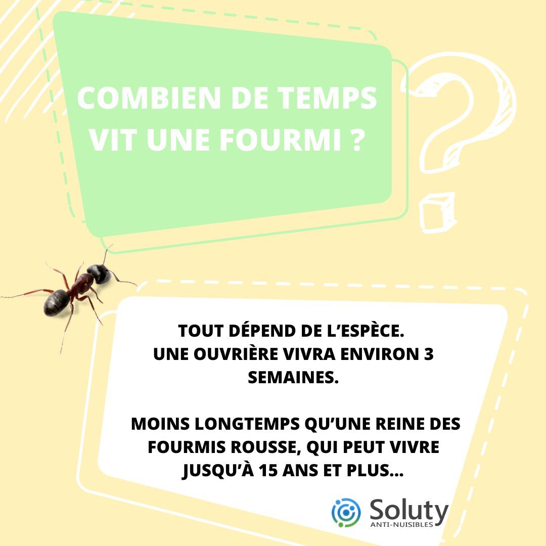 les fourmis