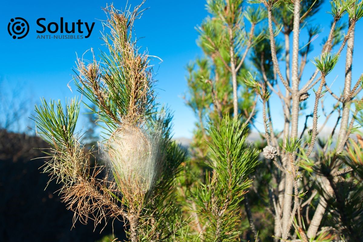 cocon de soie de chenilles processionnaire du pin dans les alpes maritimes