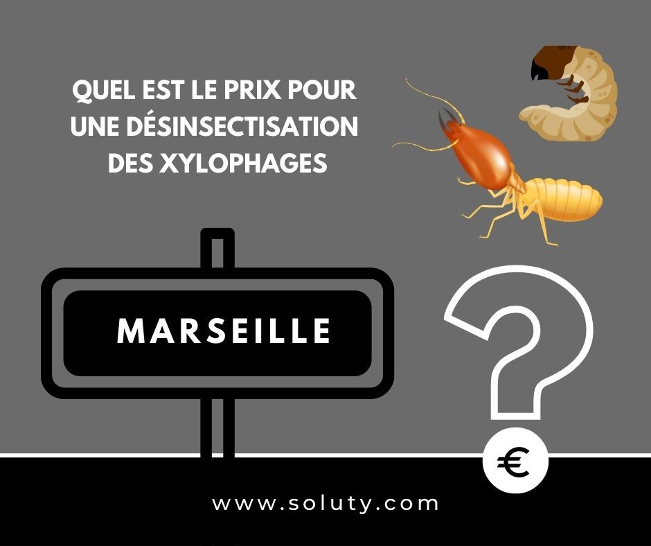 contre les insectes xylophages à Maisons-Alfort