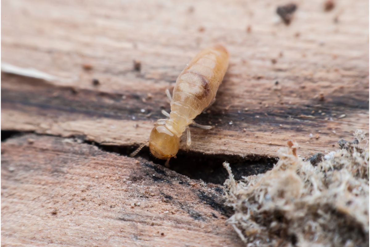 termite