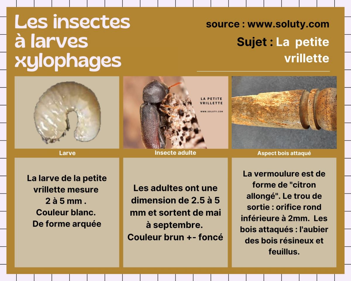 Traitement du bois : se débarrasser des insectes xylophages