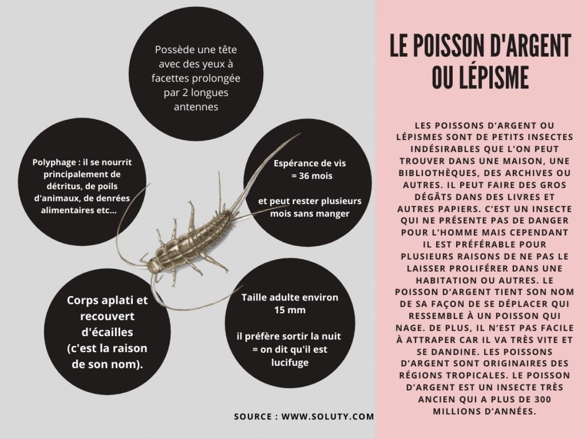 Informations sur les poissons d'argent ou lépismes