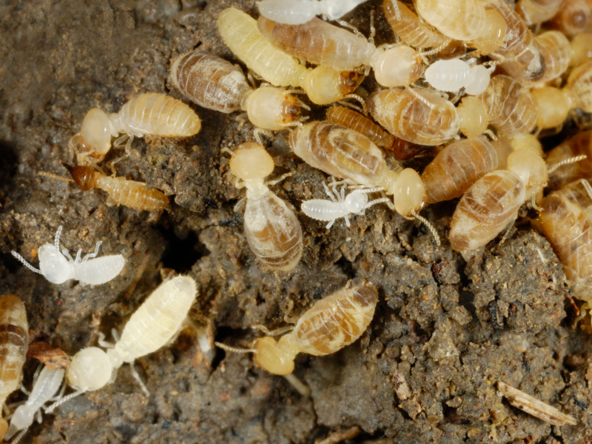 termites