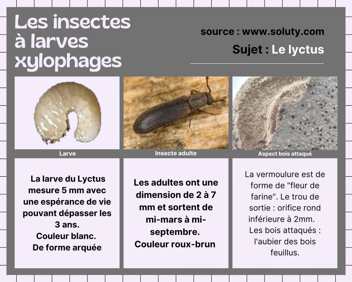 Besançon : Traitement termites, insectes xylophages, mérule - SOLUTY