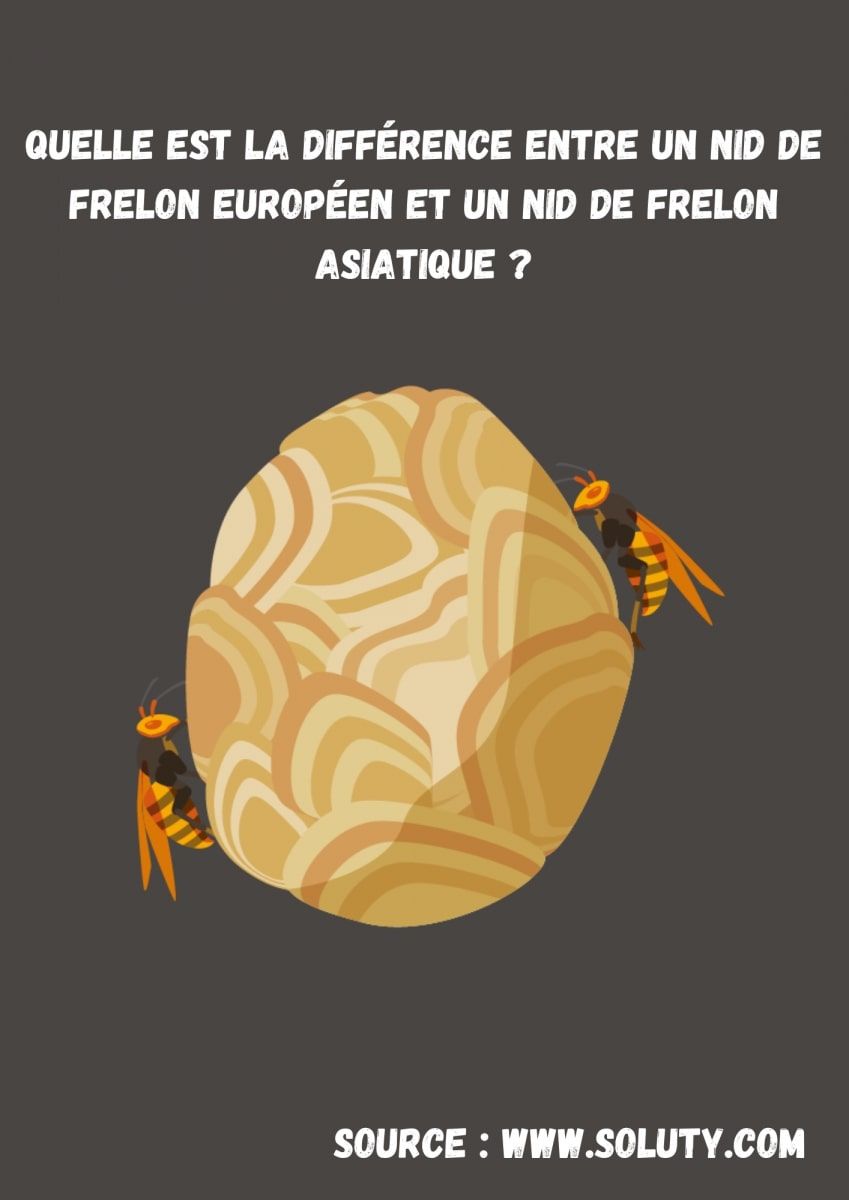 infographie sur Quelle est la différence entre un nid de frelon européen et un nid de frelon asiatique ?