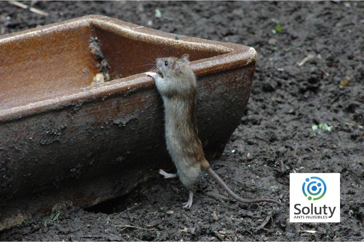 Dératisation à Saint-Ouen des rats et souris (93) - SOLUTY