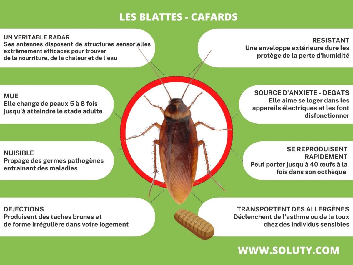 Infos + sur les cafards