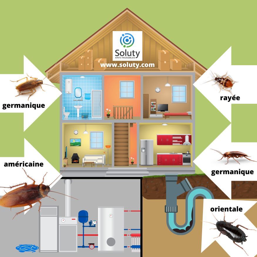les différentes blattes cafards et leur localisation dans votre logement