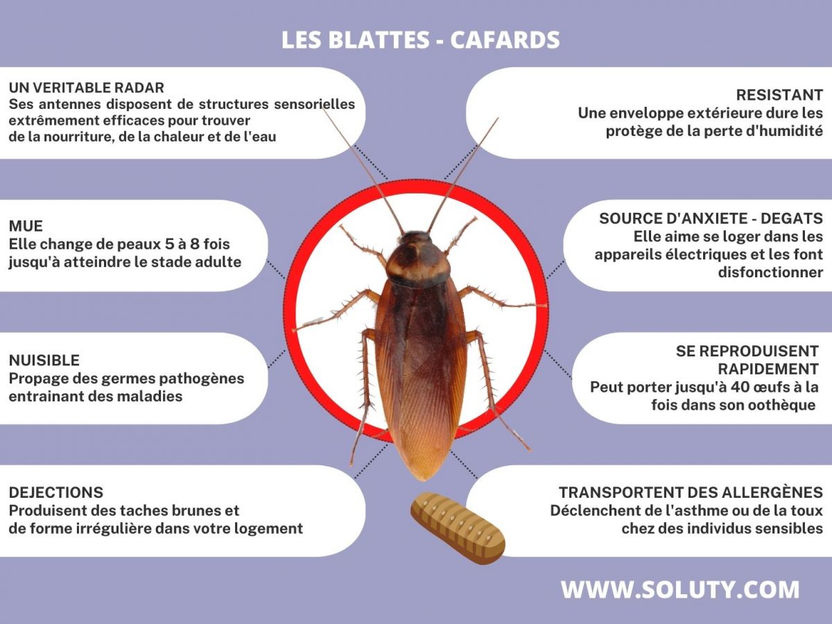 Cafards : traitement des cafards par pulvérisation et fumigation