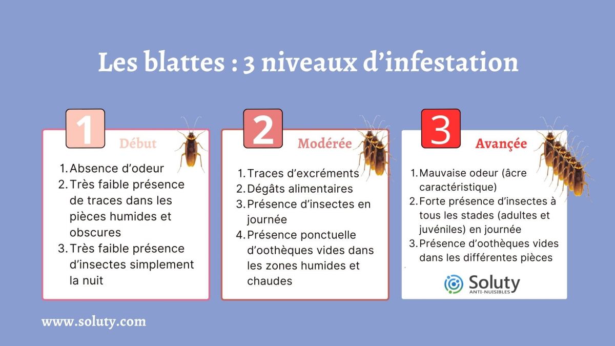 Les blattes  3 niveaux d’infestation  