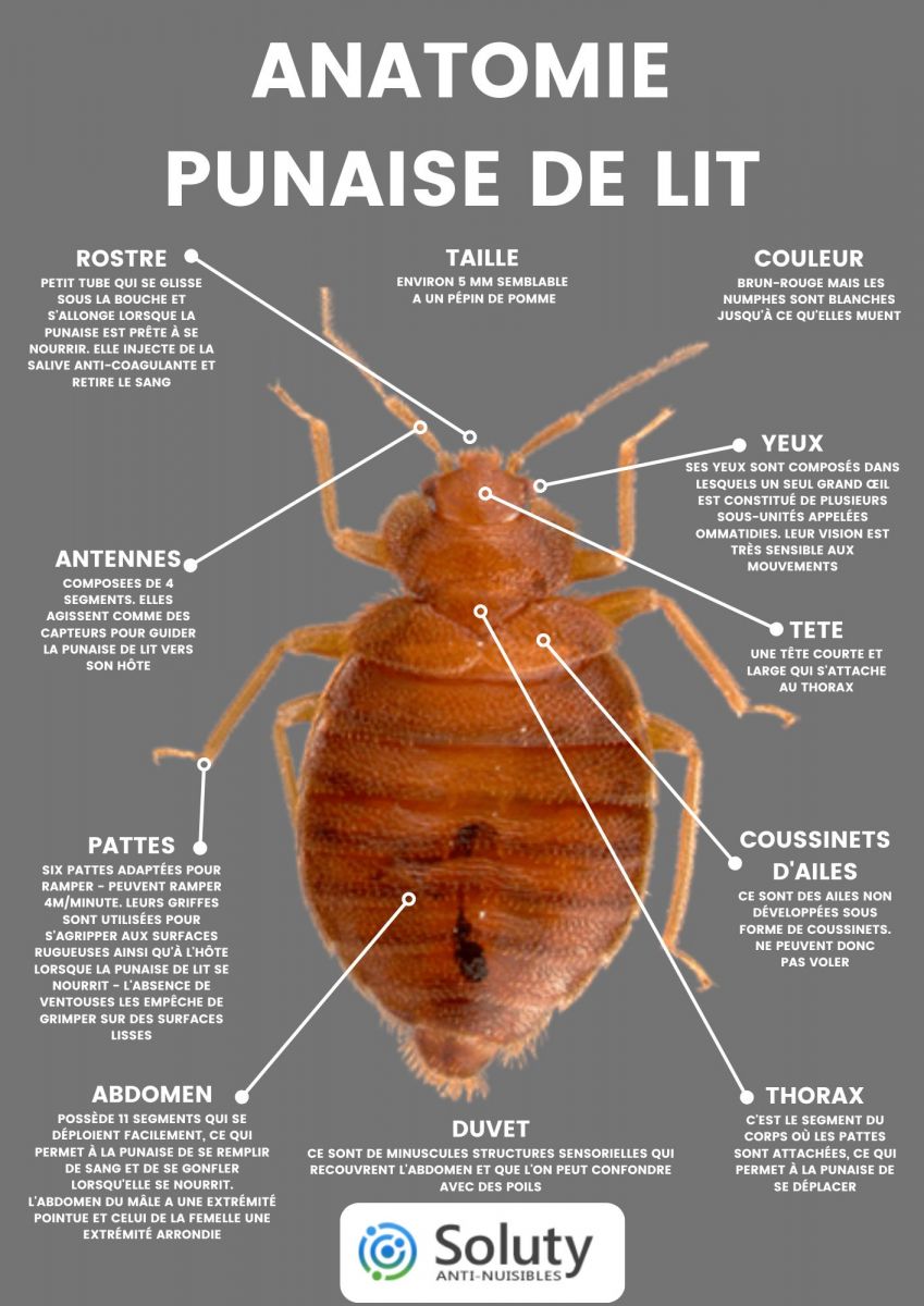 Anatomie d'une punaise de lit 