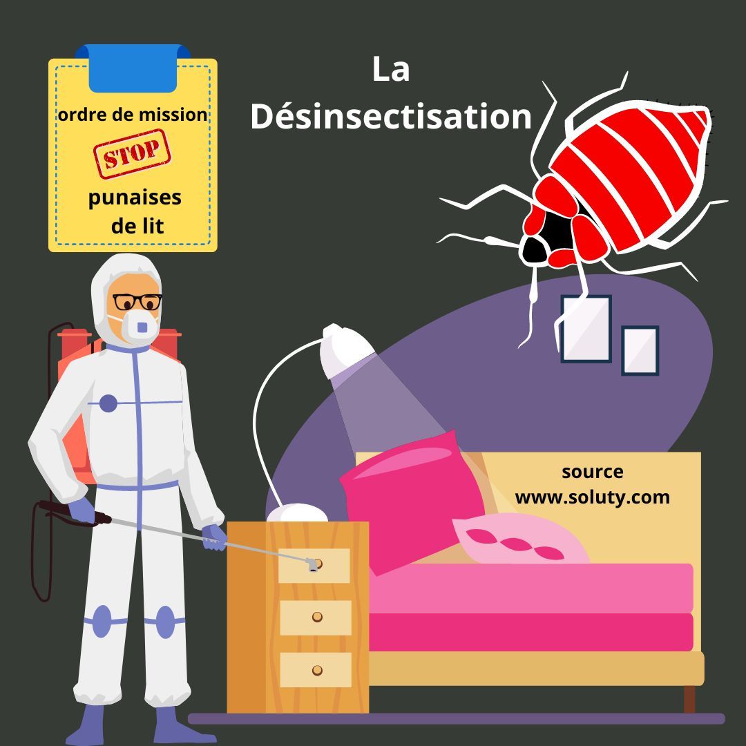 Désinsectisation punaises de lit