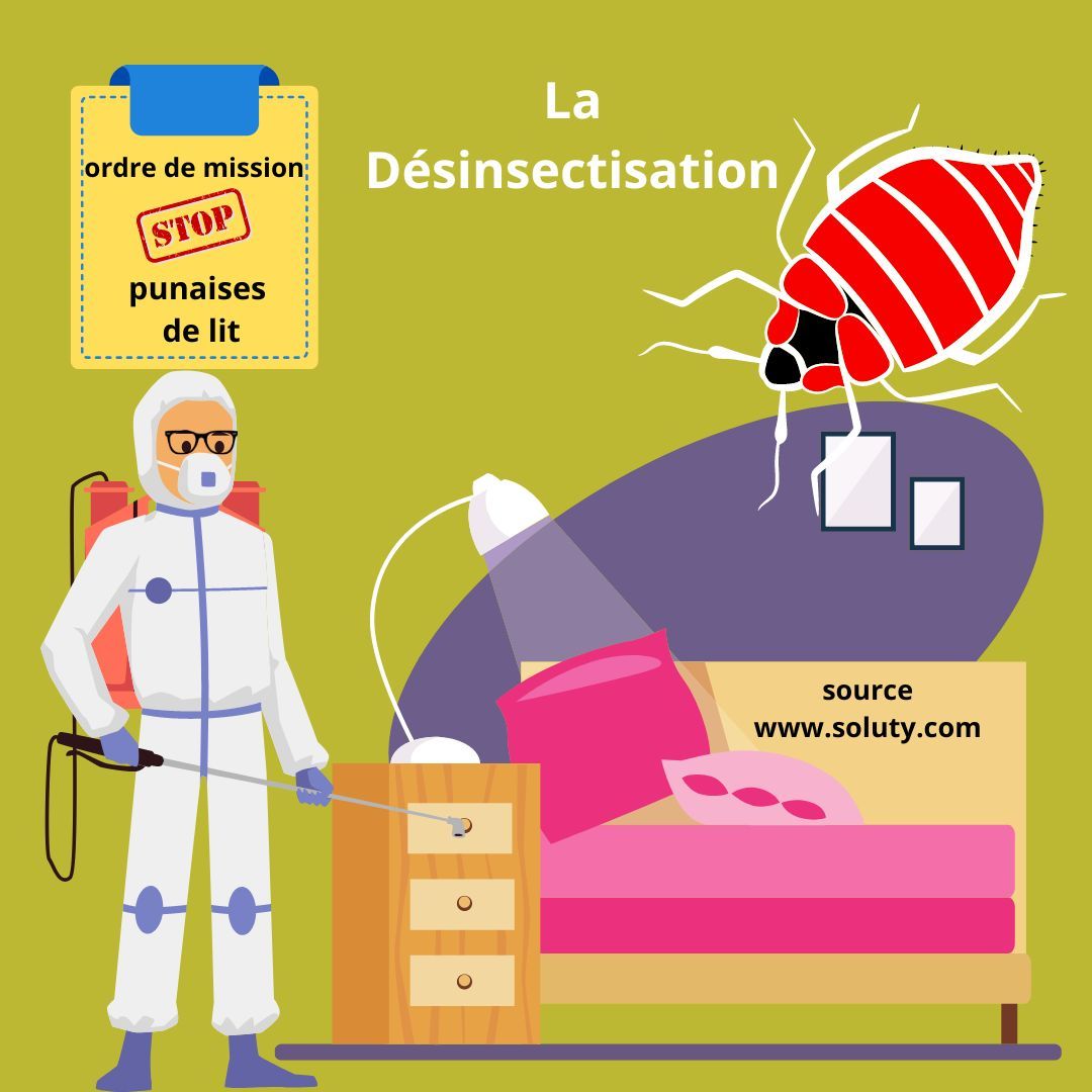 Désinsectisation punaises de lit