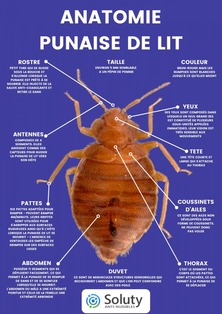 Anatomie d'une punaise de lit 