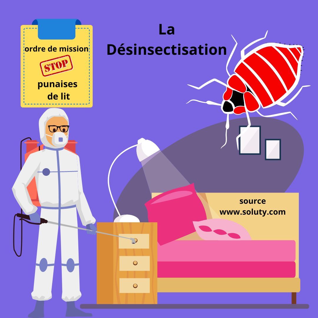 Désinsectisation punaises de lit