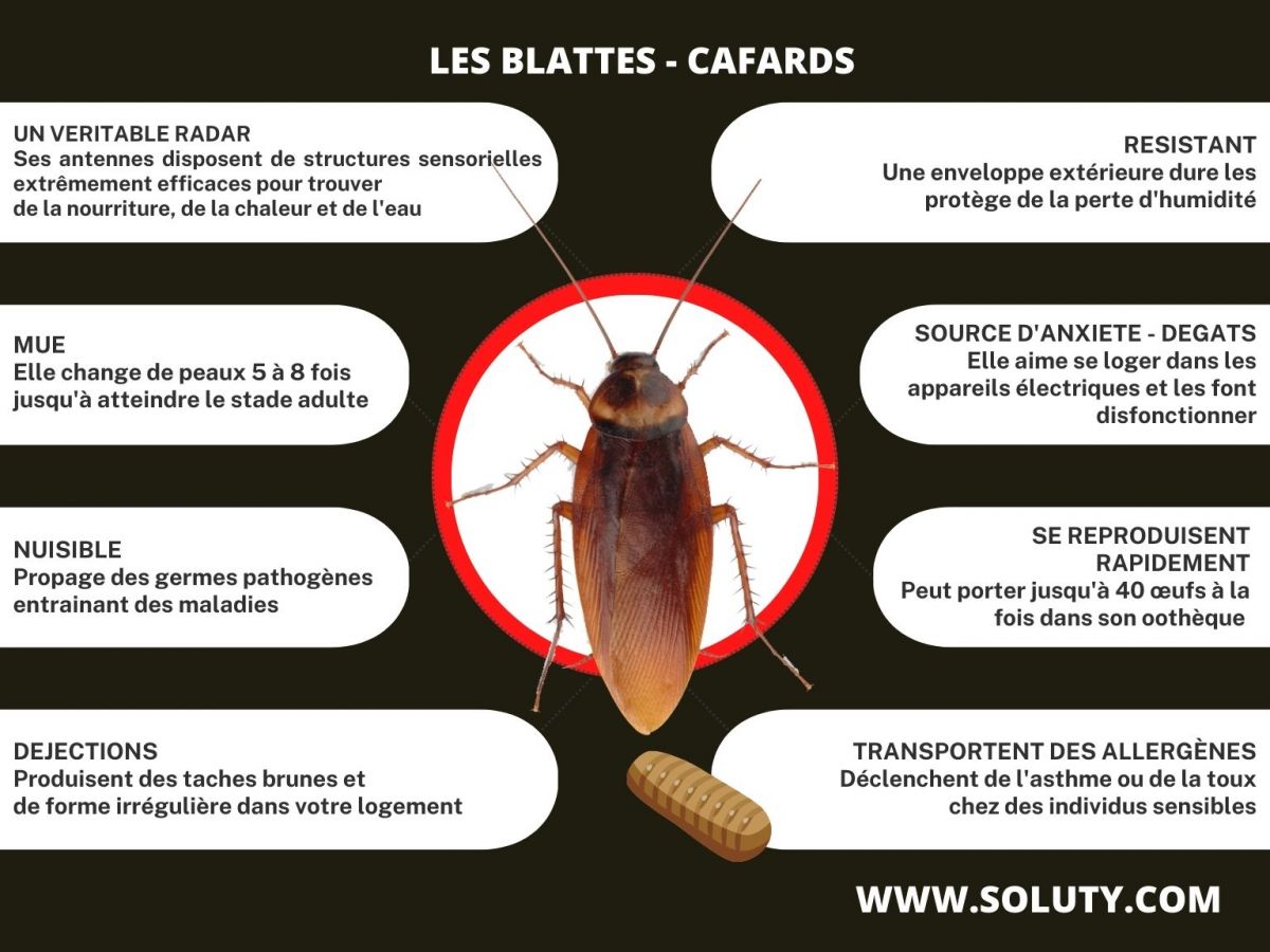 Infos + sur les cafards