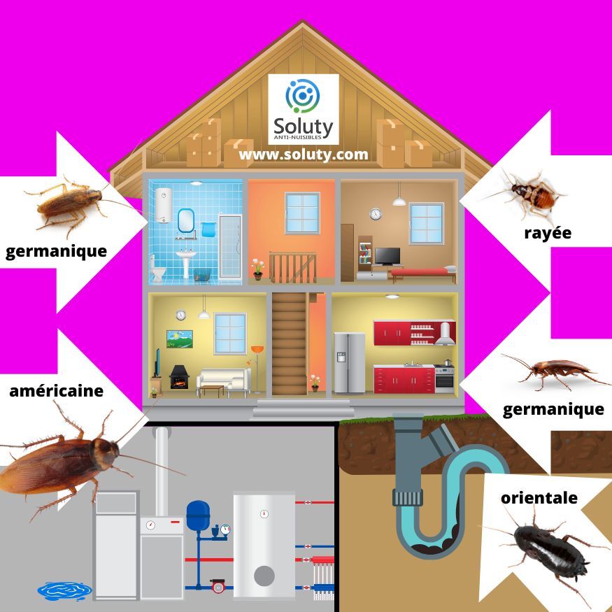 les différentes blattes cafards et leur localisation dans votre logement