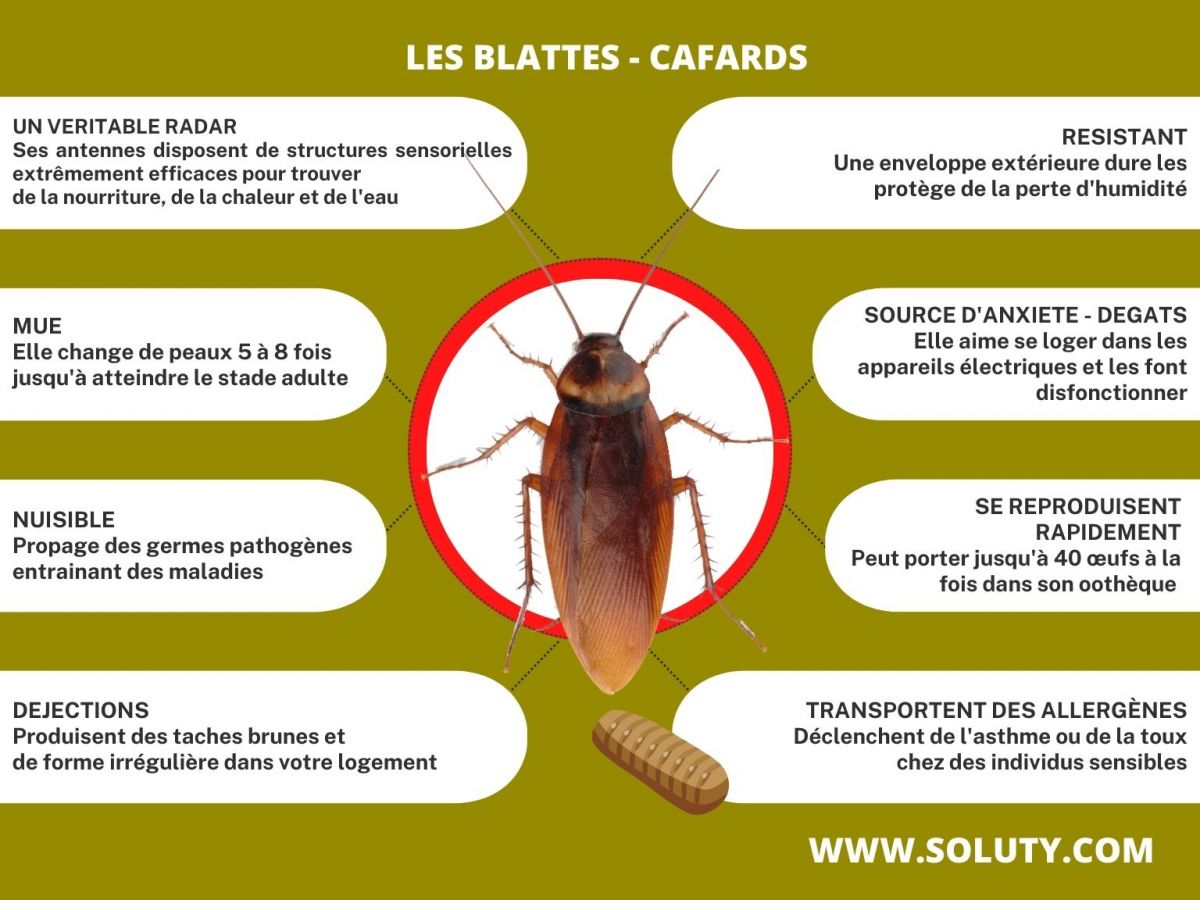 Infos + sur les cafards