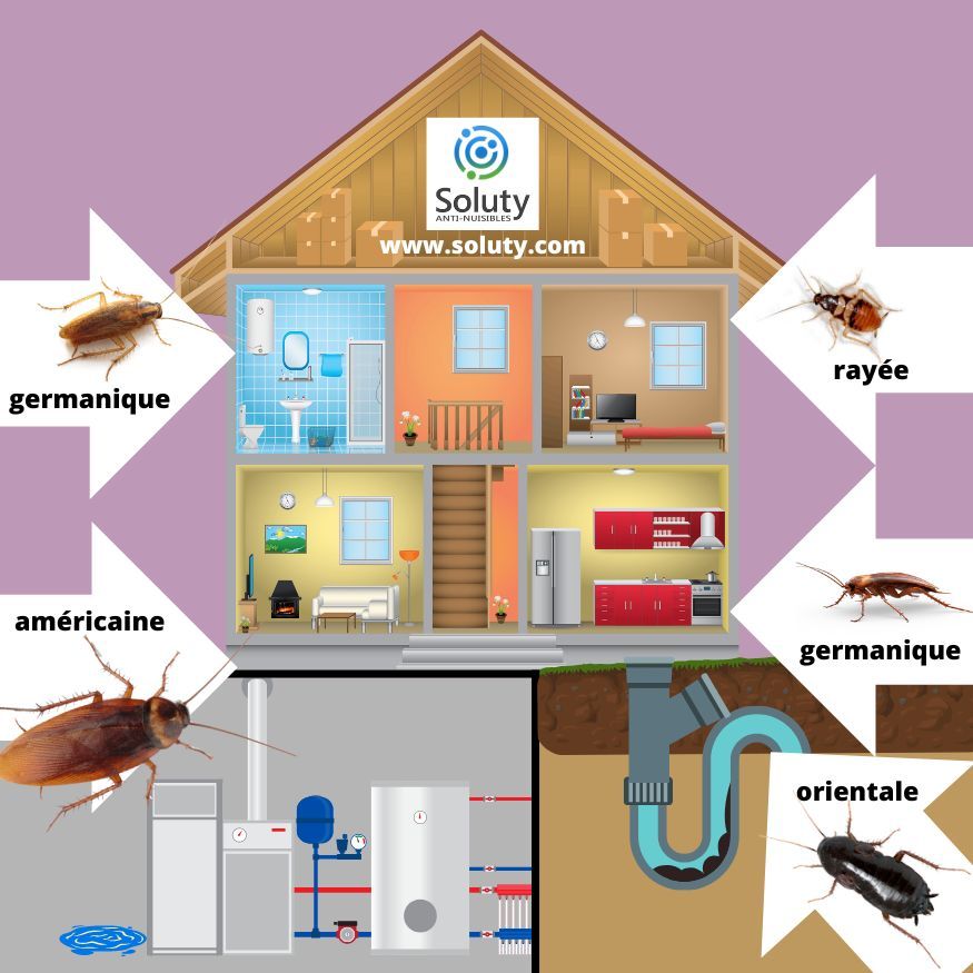 les différentes blattes cafards et leur localisation dans votre logement