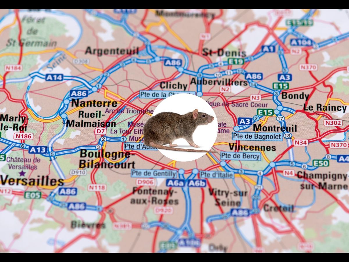 carte de Paris avec un rat