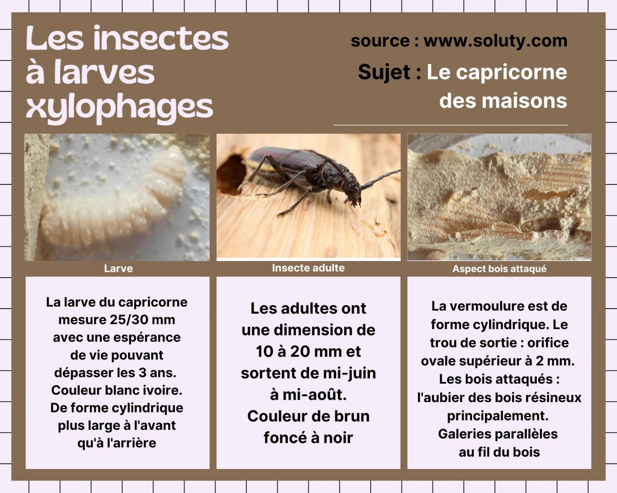 Insectes xylophages : les traitements pour s'en débarrasser