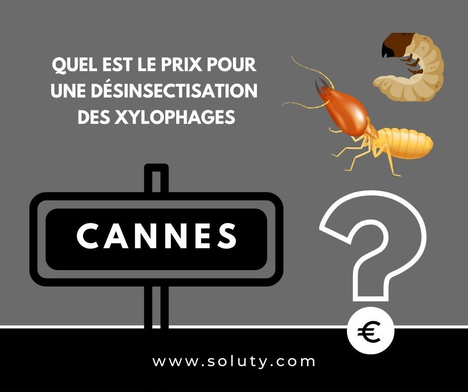 quel est le prix pour un traitement de désinsectisation insectes xylophages ? 