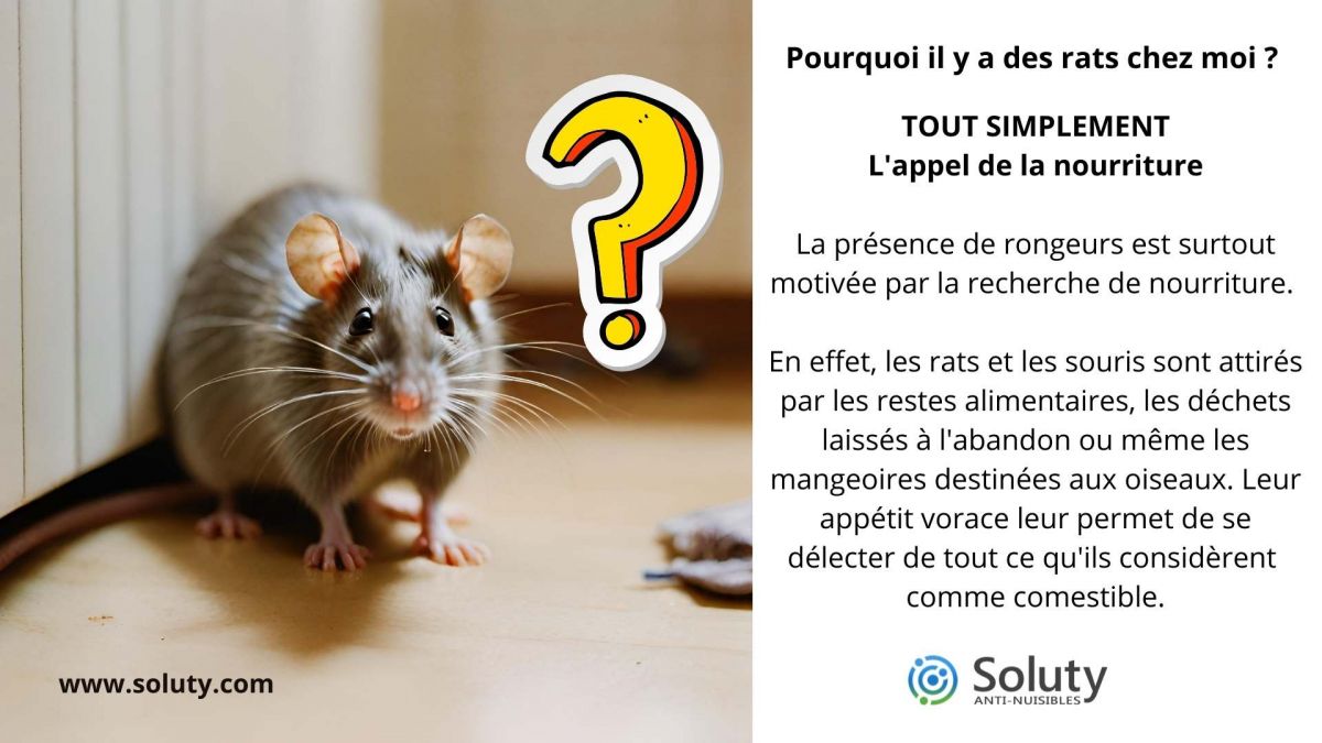 Pour quelles raisons ai-je des rats dans ma maison ou mon entrepôt?