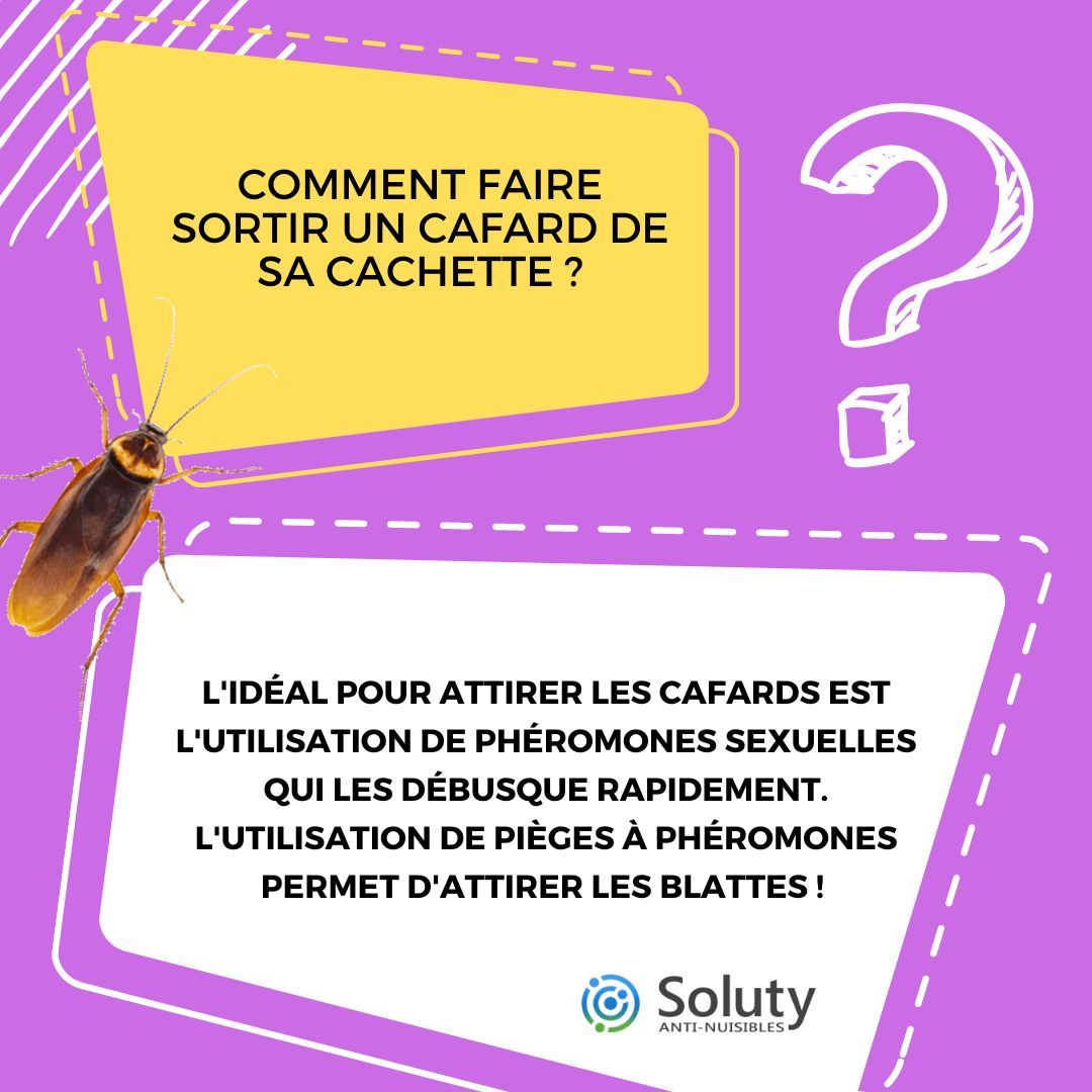 Comment se débarrasser des cafards : Mode d'emploi gel anti cafard.