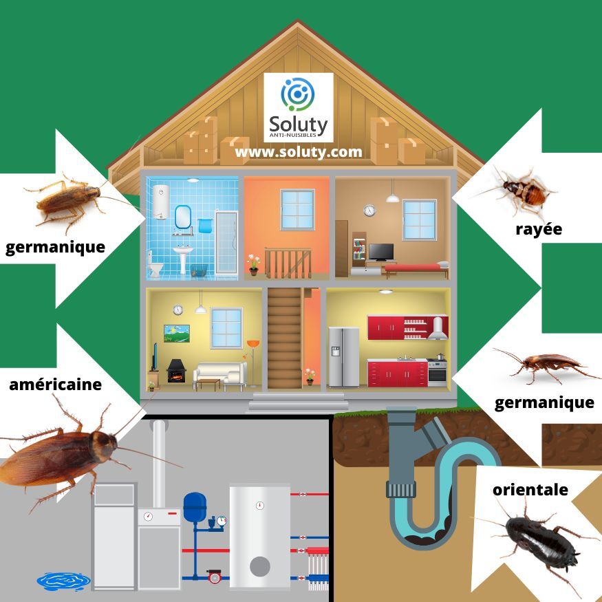 les différentes blattes cafards 