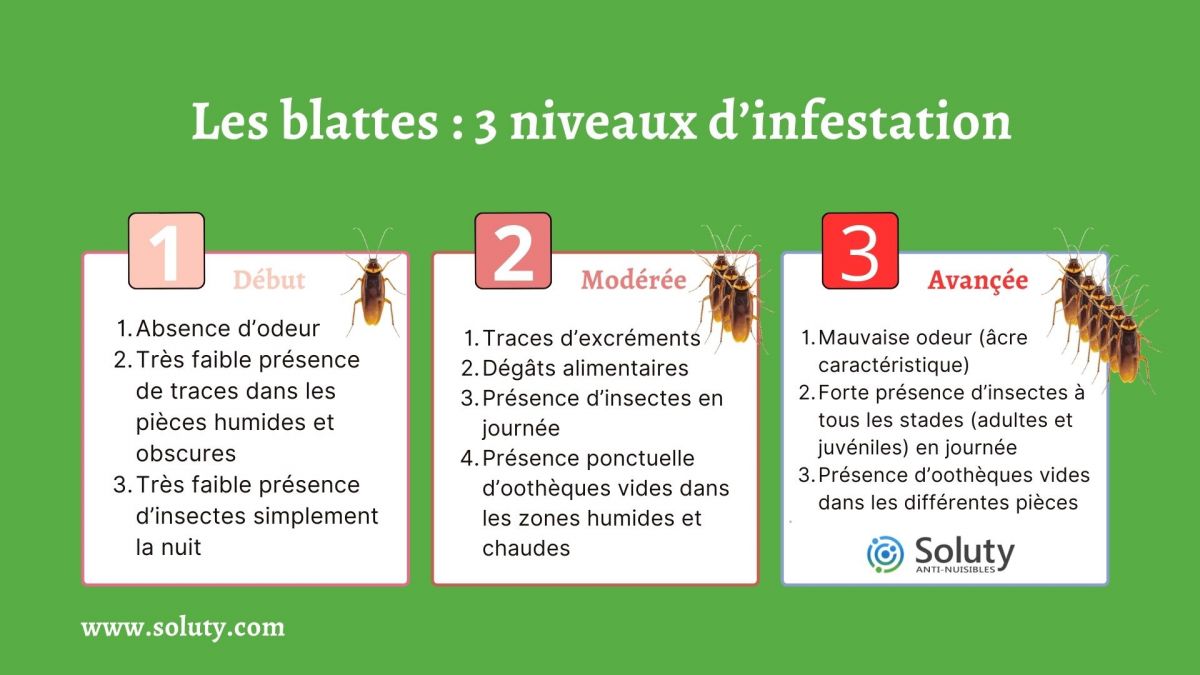 Les blattes  3 niveaux d’infestation 