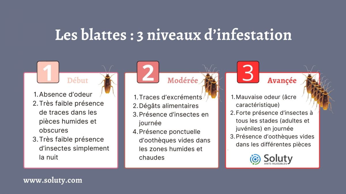 Les blattes  3 niveaux d’infestation  