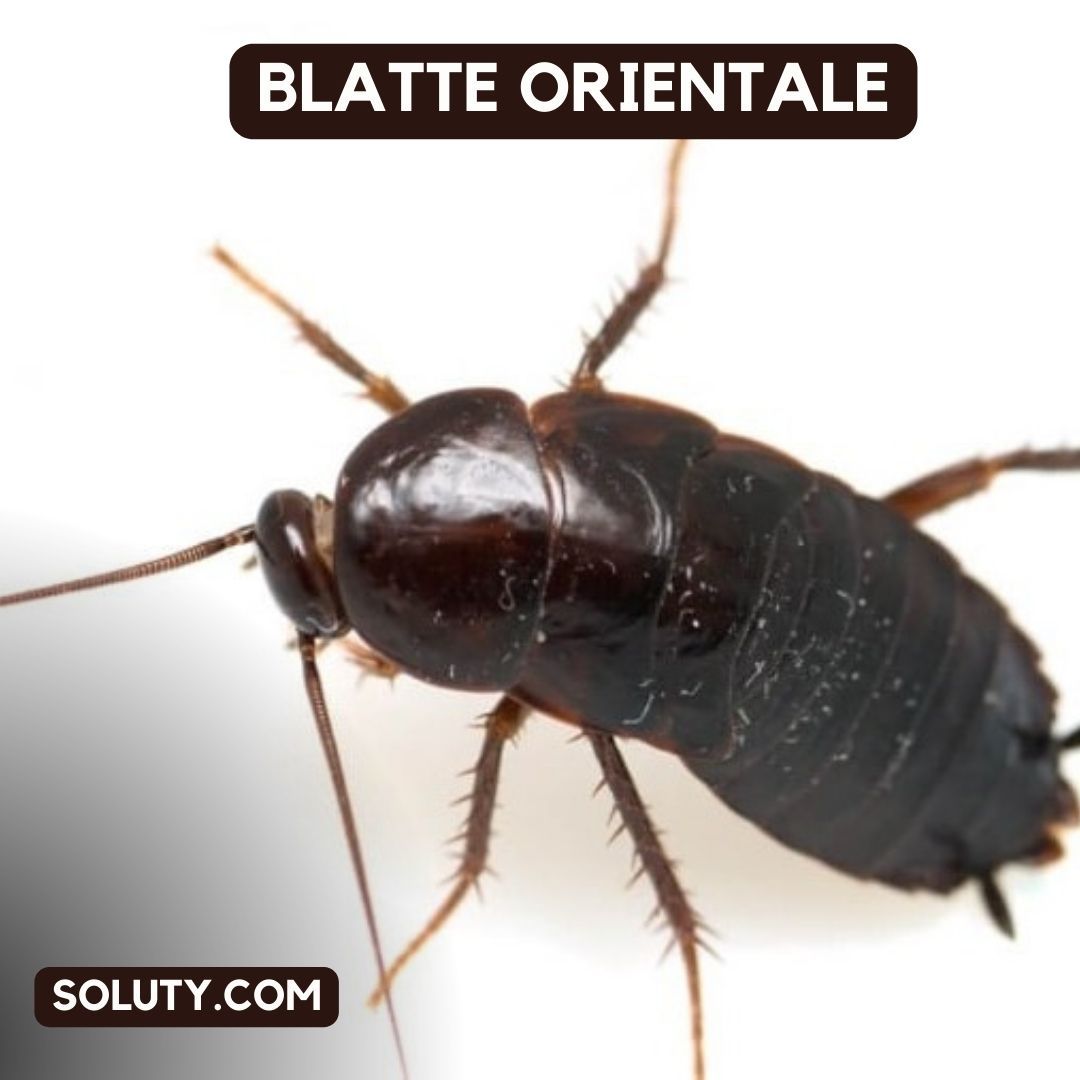 blatte orientale