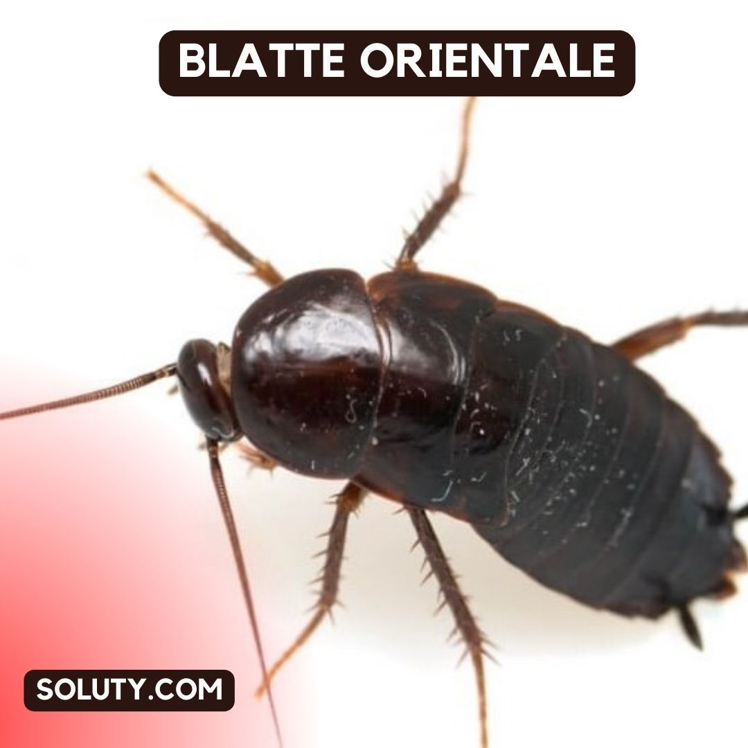 blatte orientale