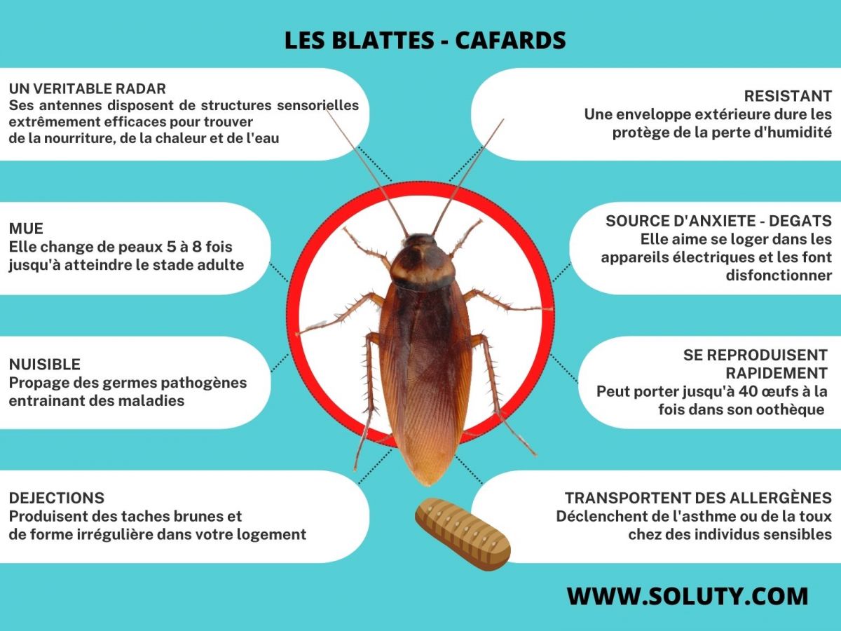 Quelques informations sur les cafards