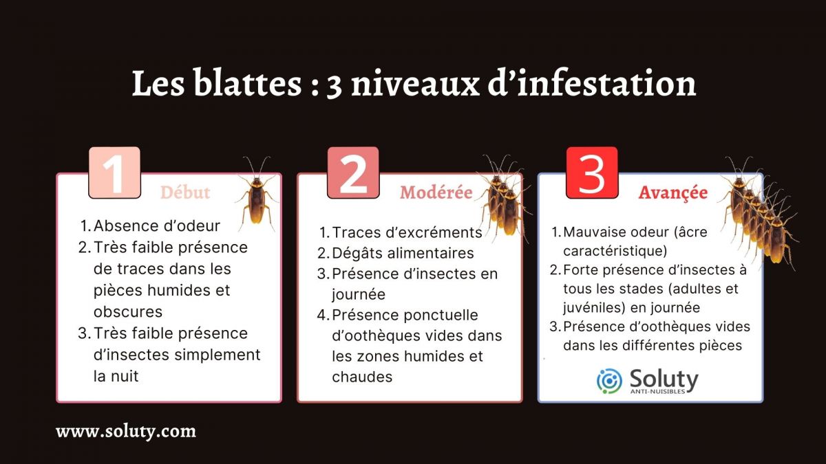 Les blattes  3 niveaux d’infestation 