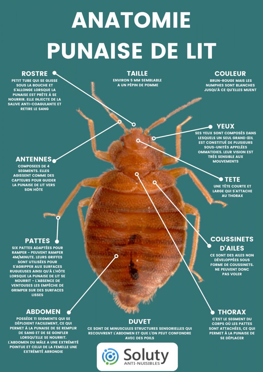 Anatomie d'une punaise de lit