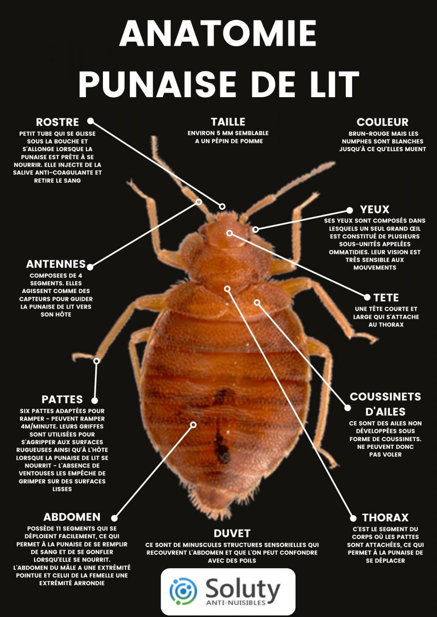 Anatomie d'une punaise de lit