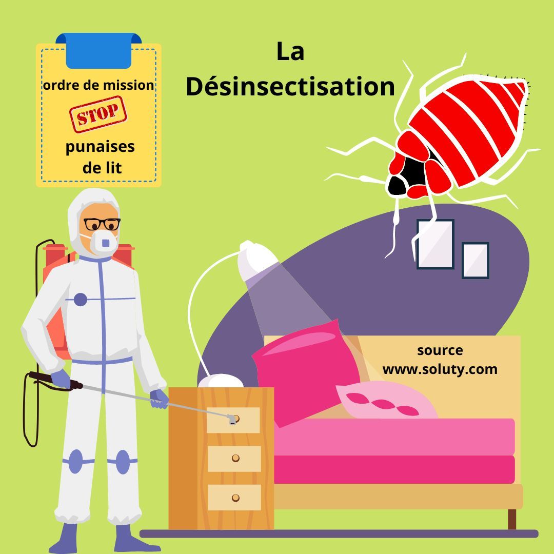 Désinsectisation punaises de lit