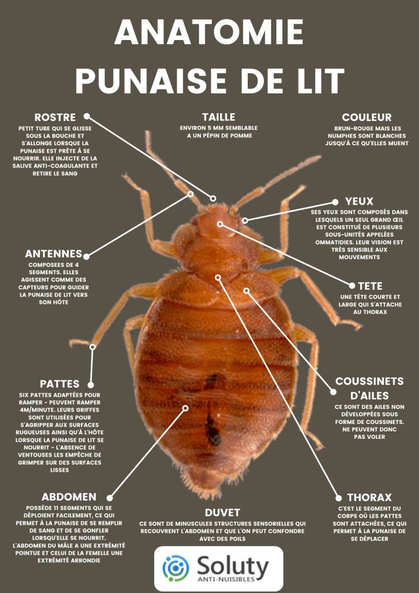 Anatomie d'une punaise de lit