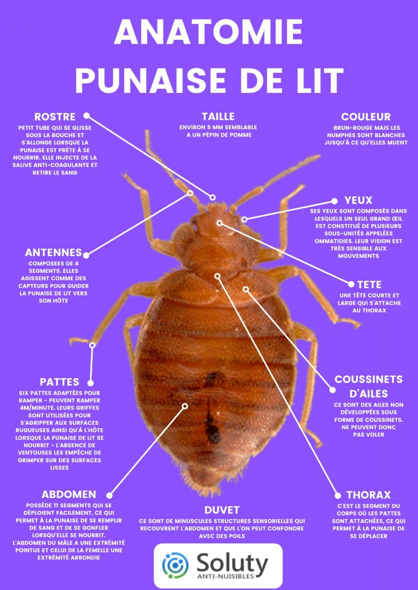 Anatomie d'une puce ou punaise de lit