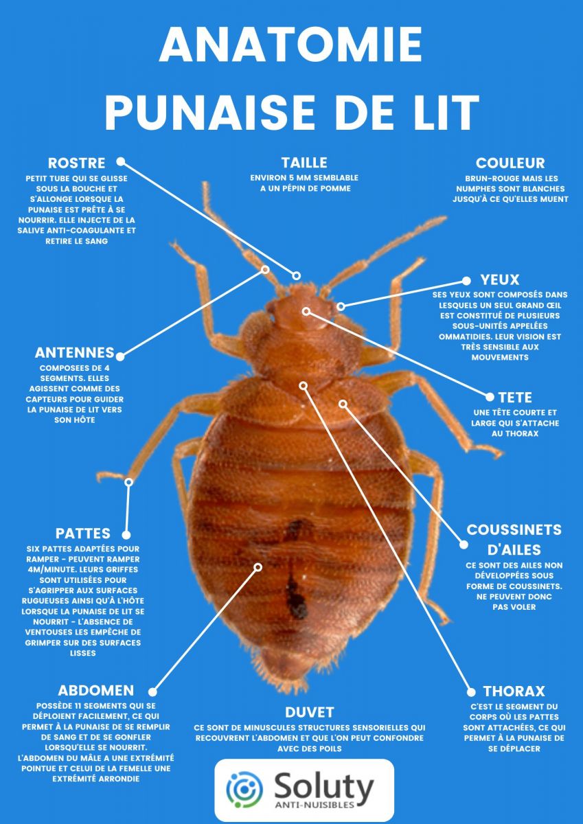 Anatomie d'une punaise de lit