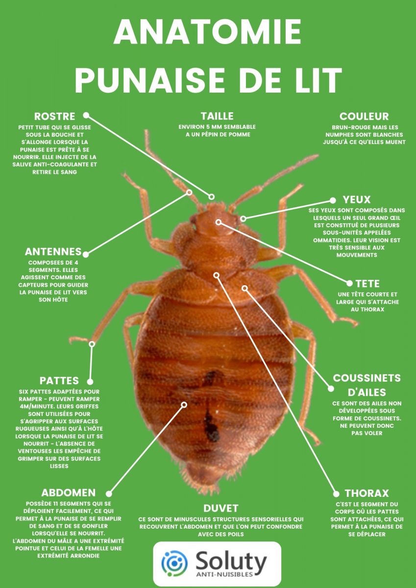 Anatomie d'une punaise de lit