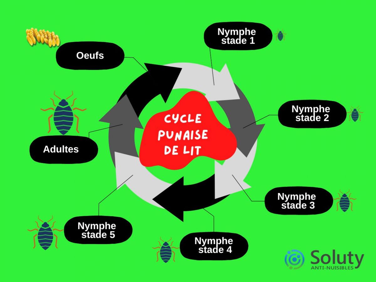 cycle de vie de la punaise de lit hématophage