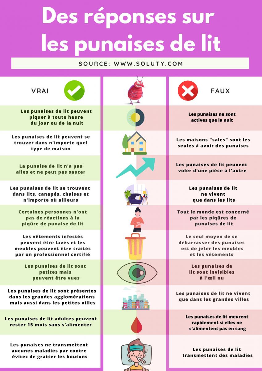 Questions réponses sur les punaises de lit 