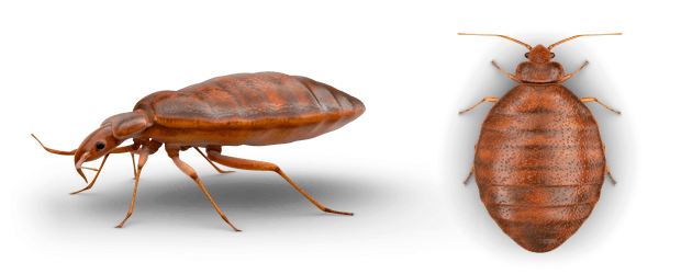 punaise hématophage